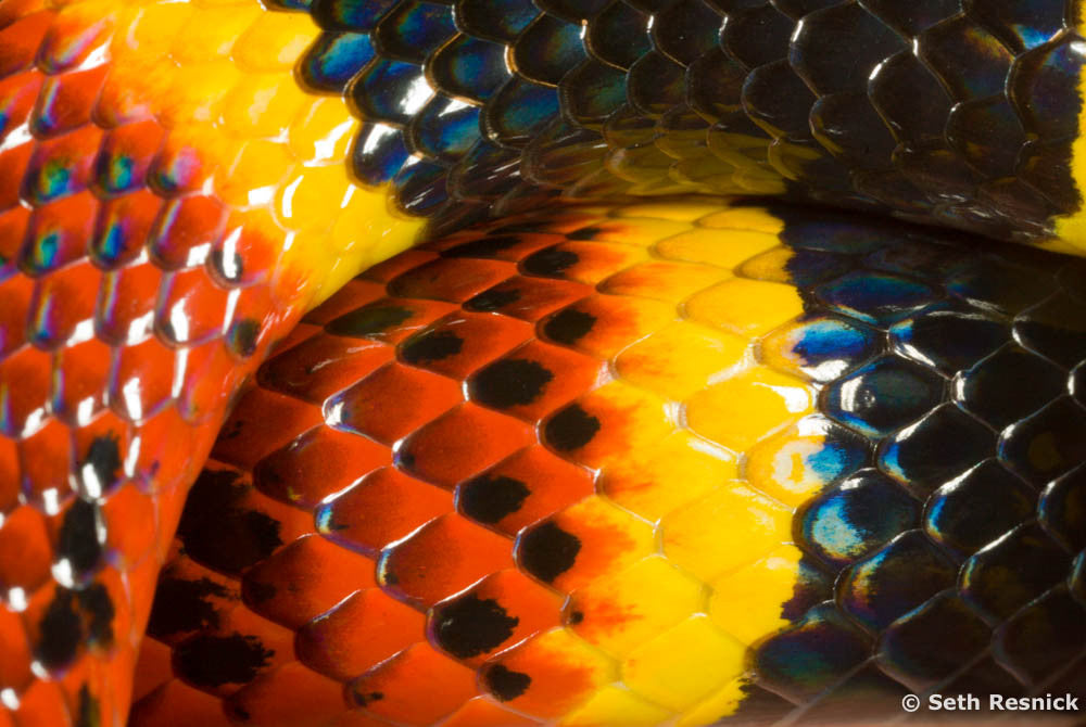 Coral Snake, Miami