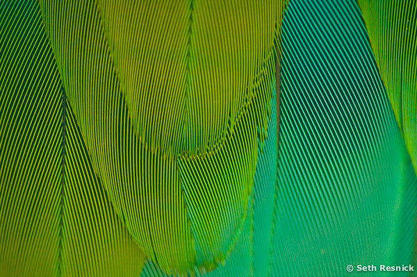 Parrot Feathers, Miami