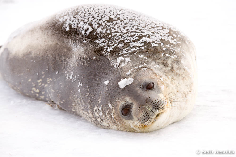 Hope Bay 98, Antarctica