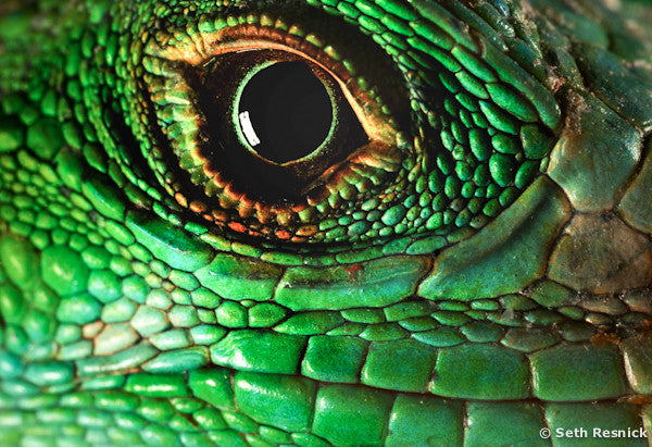 Iguana, Miami