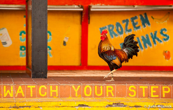Rooster Crossing, Key West, Florida