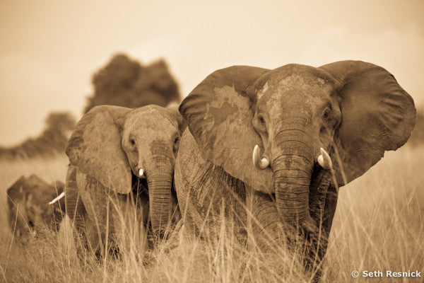 Elephants, Botswana