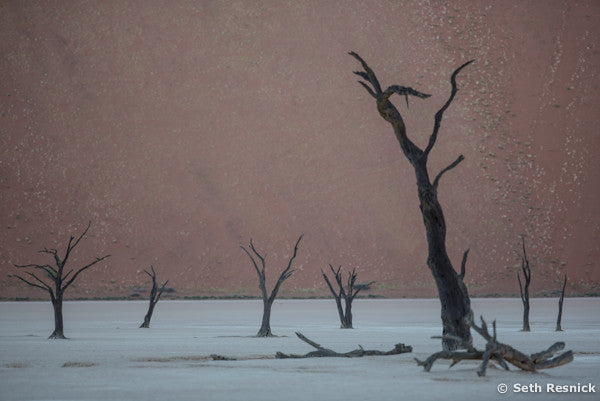 Sossusvlei Trees, Namibia