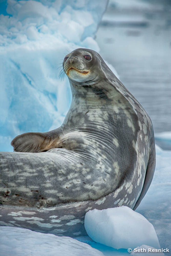 Neko Harbor 120, Antarctica