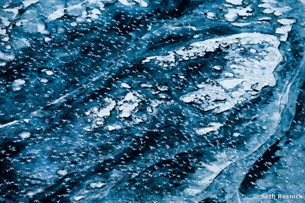 Birds of a Feather, Iceland