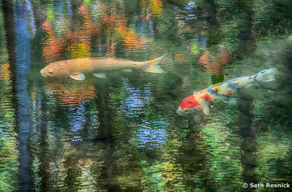 Kyoto reflections, Japan