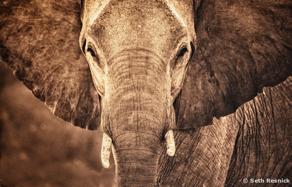 Elephant in Vumbura Plains, Botswana