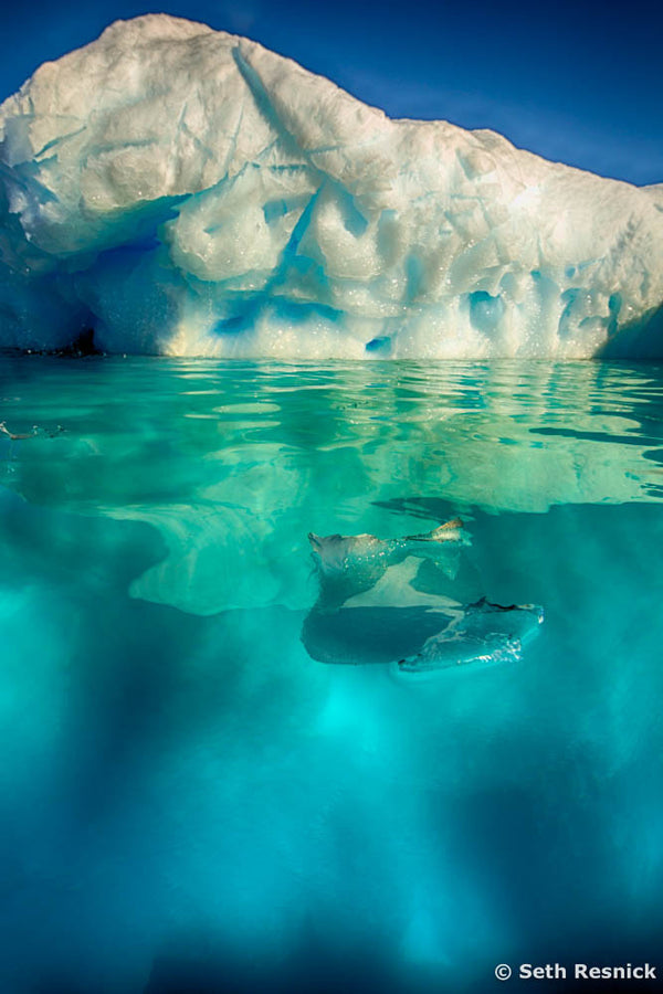 Cierva Cove 87, Antarctica