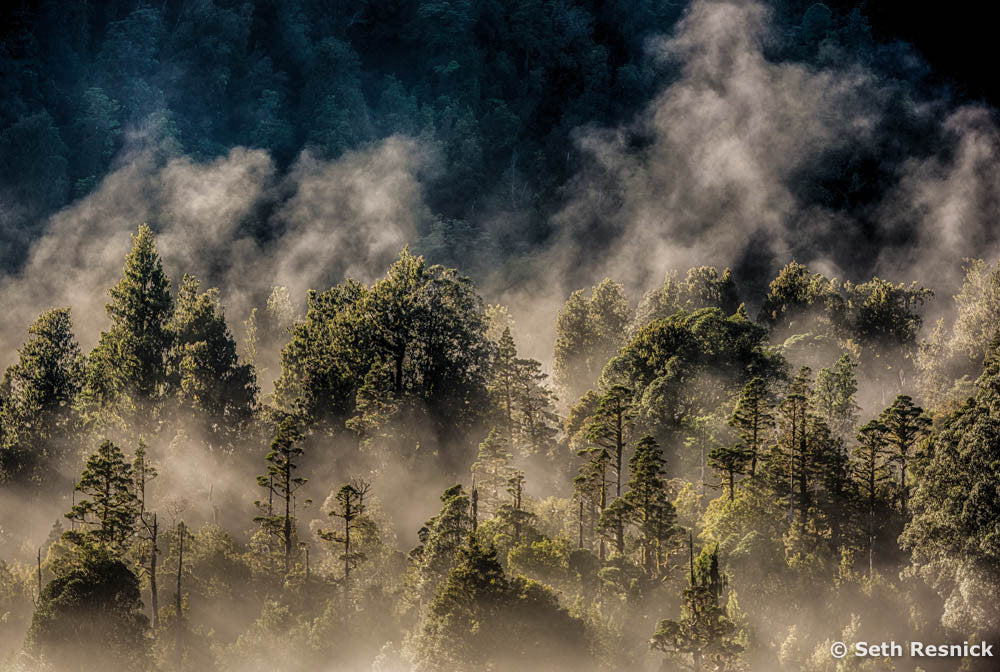 Westland National Park =, New Zealand